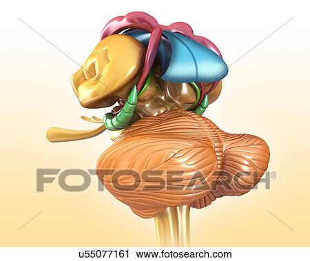 Stock Image - Human brain structures, illustration. Fotosearch