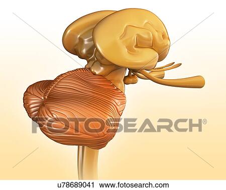 Human brain structures, illustration View Large Photo Image Stock Image - Human brain structures, illustration. Fotosearch