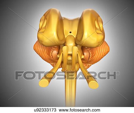 Stock Image - Human brain structures, illustration. Fotosearch