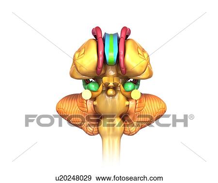 Stock Photo - Human brain structures, illustration. Fotosearch