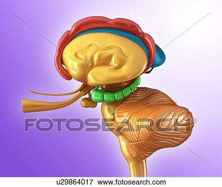 Stock Photo - Human brain structures, illustration. Fotosearch