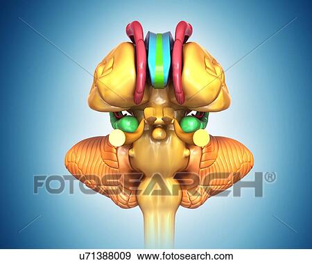 Human brain structures, illustration View Large Photo Image Stock Photo - Human brain structures, illustration. Fotosearch