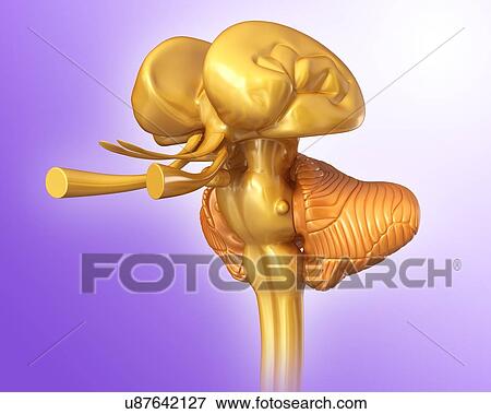 Human brain structures, illustration View Large Photo Image Stock Photo - Human brain structures, illustration. Fotosearch