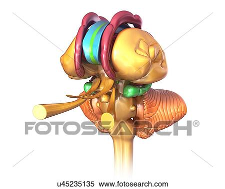 Human brain structures, illustration View Large Photo Image Stock Photography - Human brain structures, illustration. Fotosearch