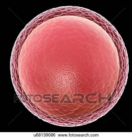 Stock Photograph - Human egg cell, illustration. Fotosearch