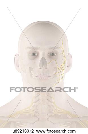 Human facial nerves, illustration View Large Photo Image Stock Image - Human facial nerves, illustration. Fotosearch