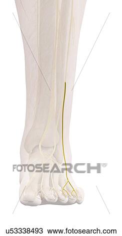 Human foot nerve, illustration View Large Photo Image Stock Image - Human foot nerve, illustration. Fotosearch