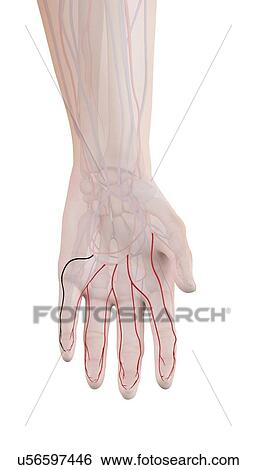 Human hand arteries, illustration View Large Photo Image Stock Photograph - Human hand arteries, illustration. Fotosearch