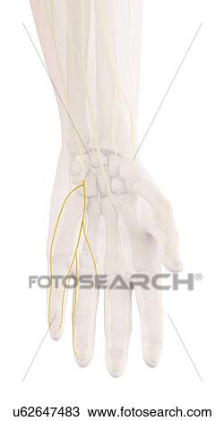 Human hand nerves, illustration View Large Photo Image Stock Image - Human hand nerves, illustration. Fotosearch