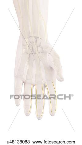 Human hand nerves, illustration View Large Photo Image Stock Photo - Human hand nerves, illustration. Fotosearch