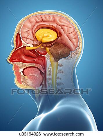Stock Photograph - Human head anatomy, illustration. Fotosearch