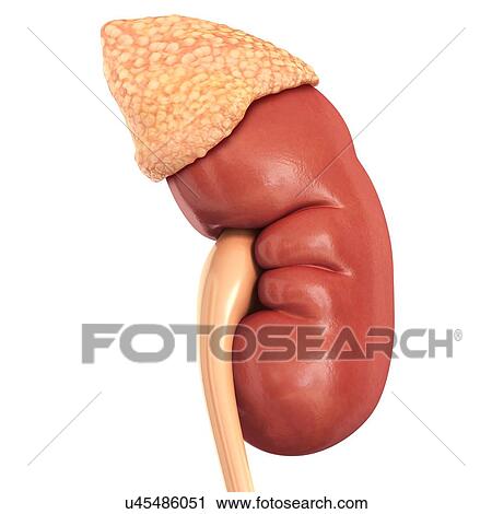 Human kidney and adrenal gland, illustration View Large Photo Image Stock Image - Human kidney and adrenal gland, illustration. Fotosearch