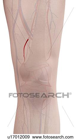 Stock Photo - Human leg artery, illustration. Fotosearch