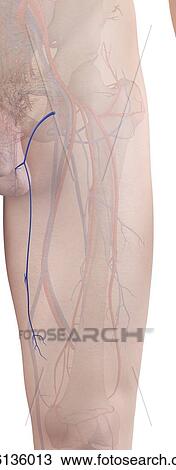 Stock Image - Human leg vein, illustration. Fotosearch