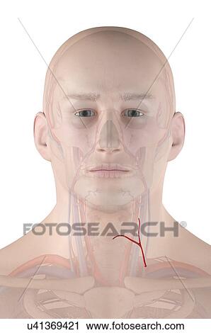 Human neck artery, illustration View Large Photo Image Stock Image - Human neck artery, illustration. Fotosearch