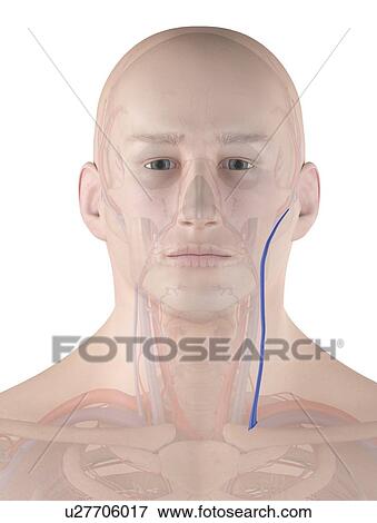 Stock Photo - Human neck vein, illustration. Fotosearch
