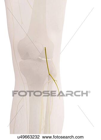 Stock Image - Human nerves, illustration. Fotosearch
