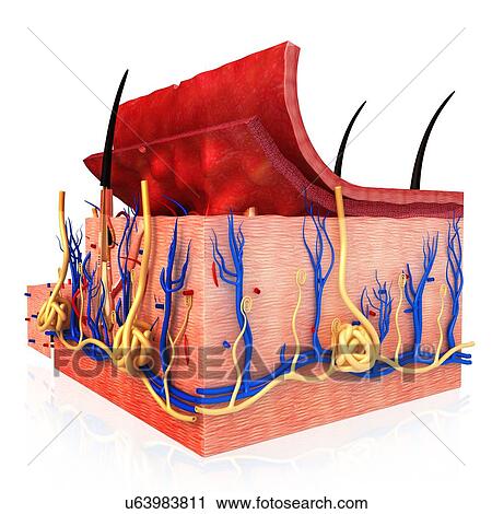 Human skin anatomy, illustration View Large Photo Image Stock Image - Human skin anatomy, illustration. Fotosearch