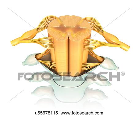 Human spinal cord cross-section, illustration View Large Photo Image Stock Photography - Human spinal cord cross-section, illustration. Fotosearch
