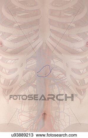 Stock Image - Human vein, illustration. Fotosearch