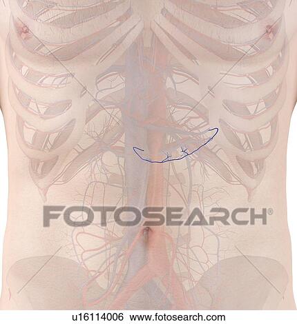 Stock Photograph - Human vein, illustration. Fotosearch