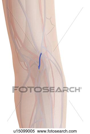 Stock Photography - Human vein, illustration. Fotosearch