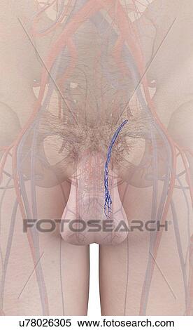 Human veins, illustration View Large Photo Image Stock Photography - Human veins, illustration. Fotosearch