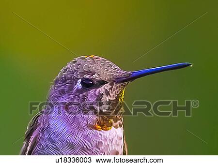 Hummingbird View Large Photo Image Stock Image - Hummingbird. Fotosearch