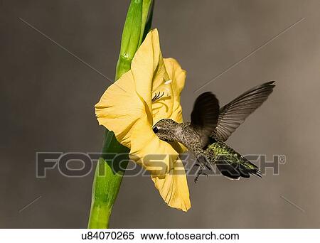 Hummingbird View Large Photo Image Stock Photography - Hummingbird. Fotosearch