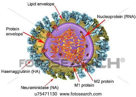 Influenza virus structure, illustration View Large Photo Image Stock Image - Influenza virus structure, illustration. Fotosearch