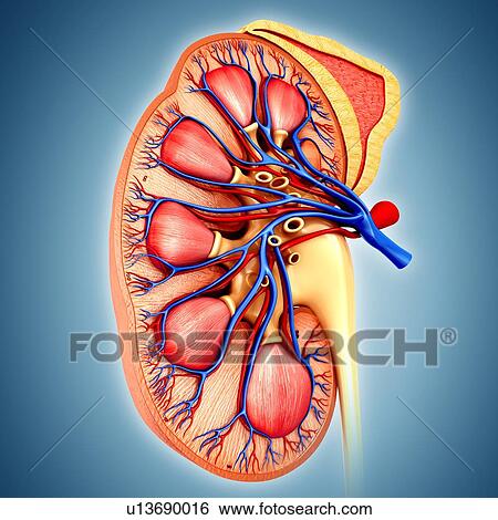 Kidney anatomy, illustration View Large Photo Image Stock Photograph - Kidney anatomy, illustration. Fotosearch