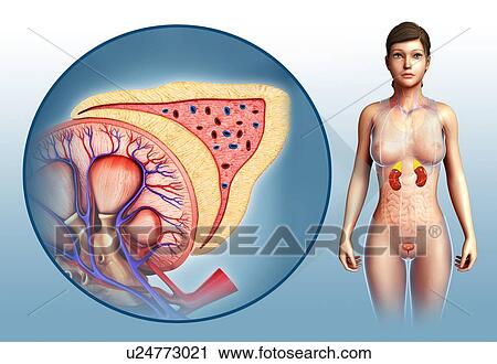 Stock Image - Kidney and adrenal gland anatomy, illustration. Fotosearch