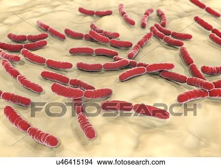 Lactobacillus crispatus bacteria, illustration View Large Photo Image Picture - Lactobacillus crispatus bacteria, illustration. Fotosearch