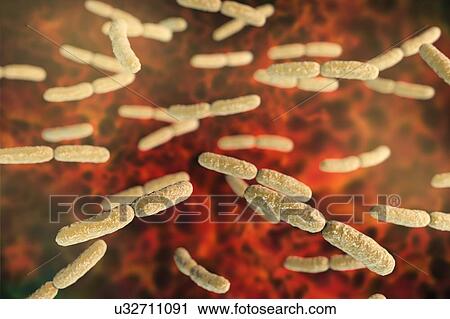 Lactobacillus crispatus bacteria, illustration View Large Photo Image Stock Image - Lactobacillus crispatus bacteria, illustration. Fotosearch