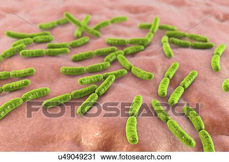 Lactobacillus crispatus bacteria, illustration View Large Photo Image Stock Image - Lactobacillus crispatus bacteria, illustration. Fotosearch