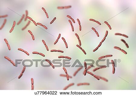 Lactobacillus crispatus bacteria, illustration View Large Photo Image Stock Image - Lactobacillus crispatus bacteria, illustration. Fotosearch