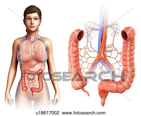 Stock Image - Large intestine and blood vessels, illustration. Fotosearch