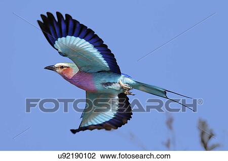 Stock Image - Lilac-breasted roller. Fotosearch