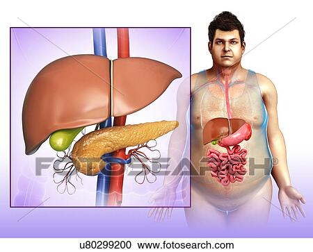 Stock Image - Liver and pancreas anatomy, illustration. Fotosearch