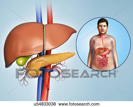 Stock Photo - Liver and pancreas anatomy, illustration. Fotosearch