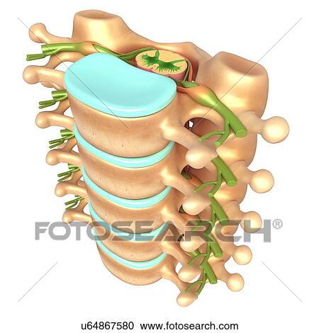 Lumbar vertebrae and spinal cord, illustration View Large Photo Image Stock Image - Lumbar vertebrae and spinal cord, illustration. Fotosearch