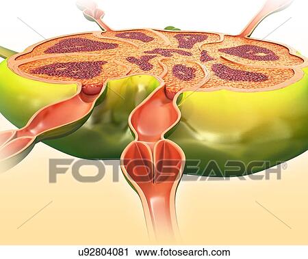Lymph node structure, illustration View Large Photo Image Stock Image - Lymph node structure, illustration. Fotosearch
