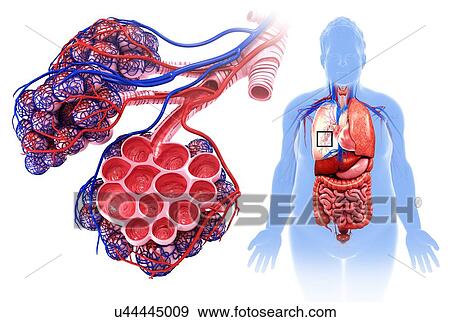 Stock Photo - Male alveoli and capillaries, illustration. Fotosearch