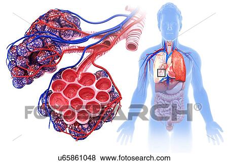 Stock Photo - Male alveoli and capillaries, illustration. Fotosearch