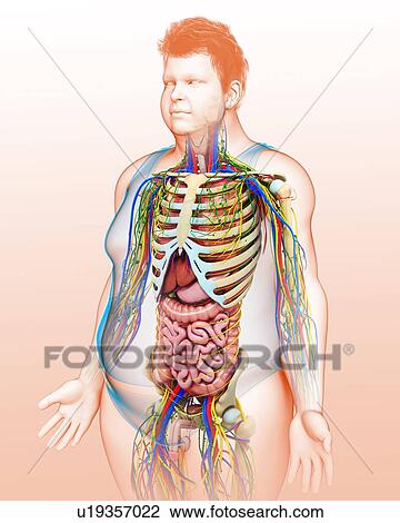 Stock Image - Male anatomy, illustration. Fotosearch