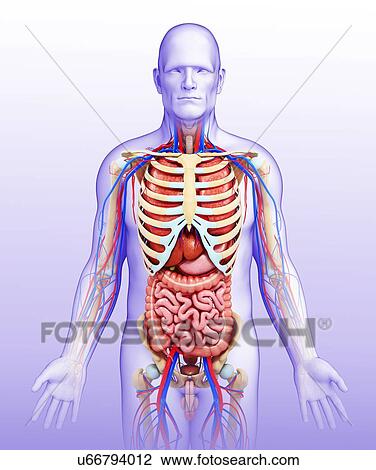 Stock Image - Male anatomy, illustration. Fotosearch