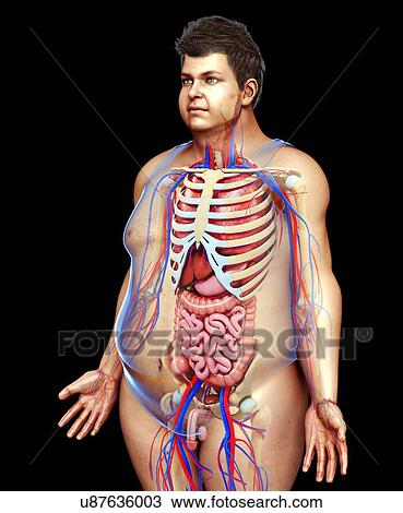 Stock Image - Male anatomy, illustration. Fotosearch