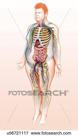 Male anatomy, illustration View Large Photo Image Stock Photo - Male anatomy, illustration. Fotosearch