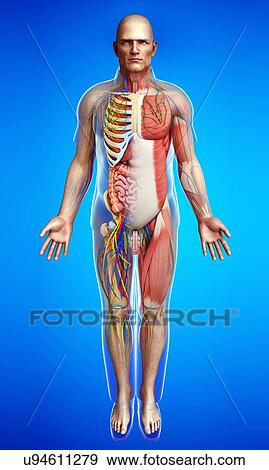 Stock Photo - Male anatomy, illustration. Fotosearch
