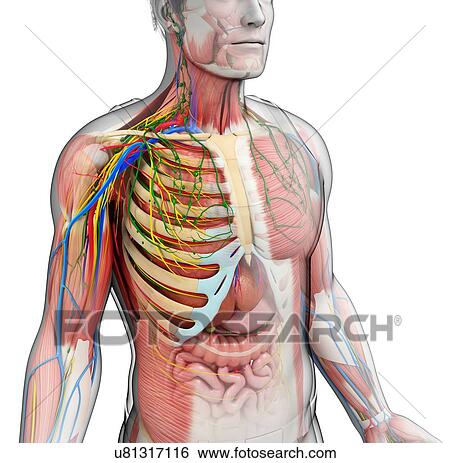 Male anatomy, illustration View Large Photo Image Stock Photograph - Male anatomy, illustration. Fotosearch